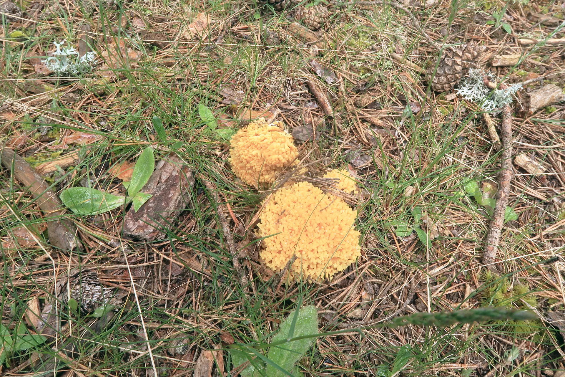 Ramaria praecox - 1 1 IMG_9148